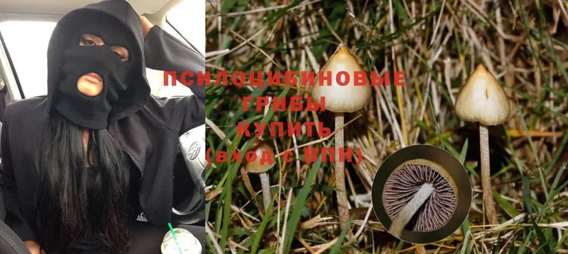 площадка какой сайт  Короча  Галлюциногенные грибы Magic Shrooms 